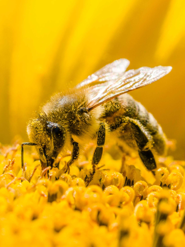 In Case Of A Bee Sting, What To Do And When To Seek Medical Attention